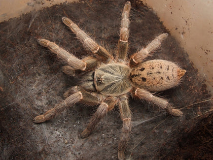 Pterinochilus lugardi – ptasznik pawiani paskowany, zdjęcie 1