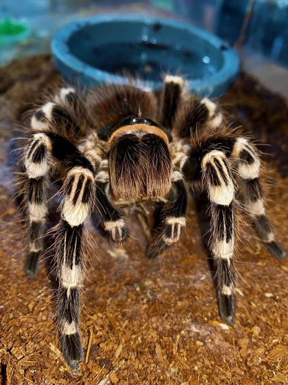 Acanthoscurria geniculata – ptasznik białokolanowy brazylijski, zdjęcie 1