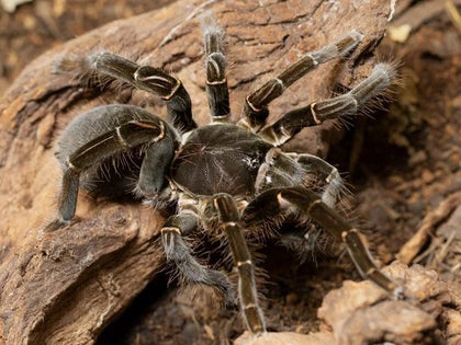 Hysterocrates gigas – ptasznik kameruński olbrzymi, zdjęcie 1