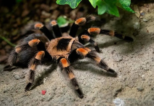 Ptasznik przed wylinką — Brachypelma hamorii
