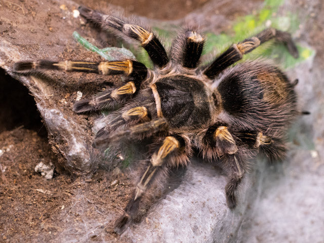 Grammostola pulchripes — popularny gatunek na pierwszego ptasznika