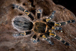 Grammostola pulchripes – ptasznik złotokolanowy, zdjęcie 2