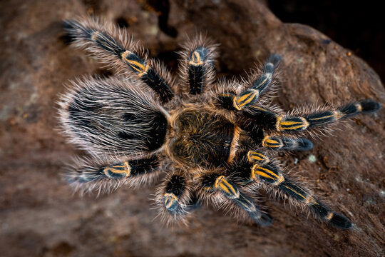 Grammostola pulchripes – ptasznik złotokolanowy, zdjęcie 2