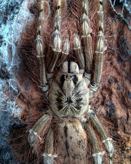 Stromatopelma calceatum – ptasznik wiosłonogi, zdjęcie 1