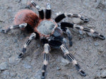 Nhandu chromatus – ptasznik czerwonopaskowy, zdjęcie 1