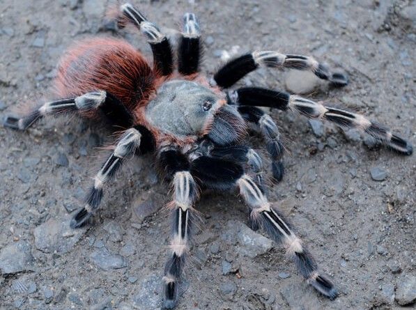 Nhandu chromatus – ptasznik czerwonopaskowy, zdjęcie 1