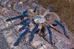 Monocentropus balfouri – ptasznik sokotrzański błękitny, zdjęcie 1