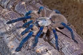 Monocentropus balfouri – ptasznik sokotrzański błękitny, zdjęcie 1