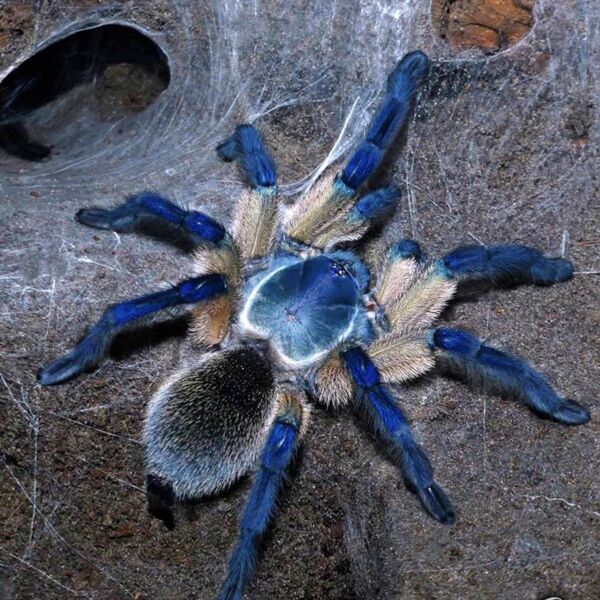Monocentropus balfouri – ptasznik sokotrzański błękitny, zdjęcie 2
