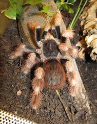 Nhandu coloratovillosus – ptasznik czerwono-czarny, zdjęcie 1