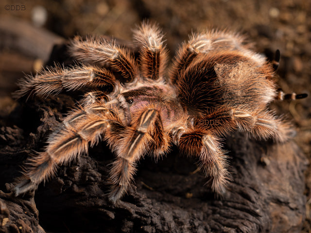 Grammostola rosea – ptasznik chilijski różowy, zdjęcie 6