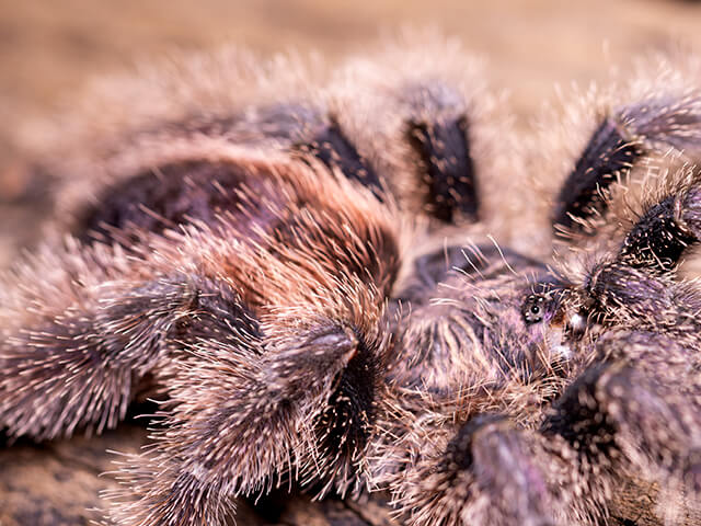 Avicularia juruensis M2 – ptasznik purpurowy z różowymi palcami, zdjęcie 4