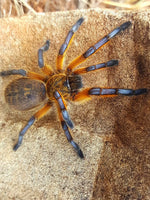 Harpactira pulchripes – ptasznik złotonogi, zdjęcie 2
