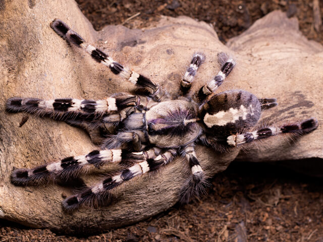 Poecilotheria tigrinawesseli – ptasznik tygrysi Wessela, zdjęcie 2