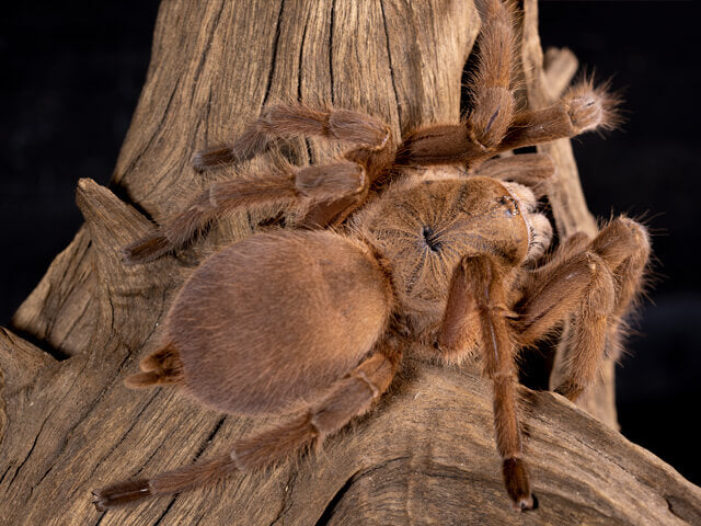 Chilobrachys huahini – ptasznik tajski czarny, zdjęcie 6