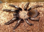 Ephebopus murinus – mężec szkieletowy, zdjęcie 1