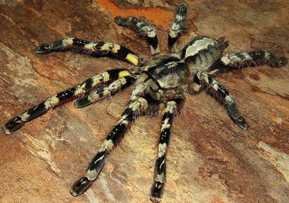 Poecilotheria striata – ptasznik prążkowany, zdjęcie 1