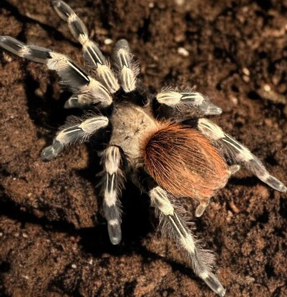 Nhandu chromatus – ptasznik czerwonopaskowy, zdjęcie 2