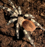 Nhandu chromatus – ptasznik czerwonopaskowy, zdjęcie 2