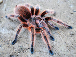 Grammostola rosea – ptasznik chilijski różowy, zdjęcie 3