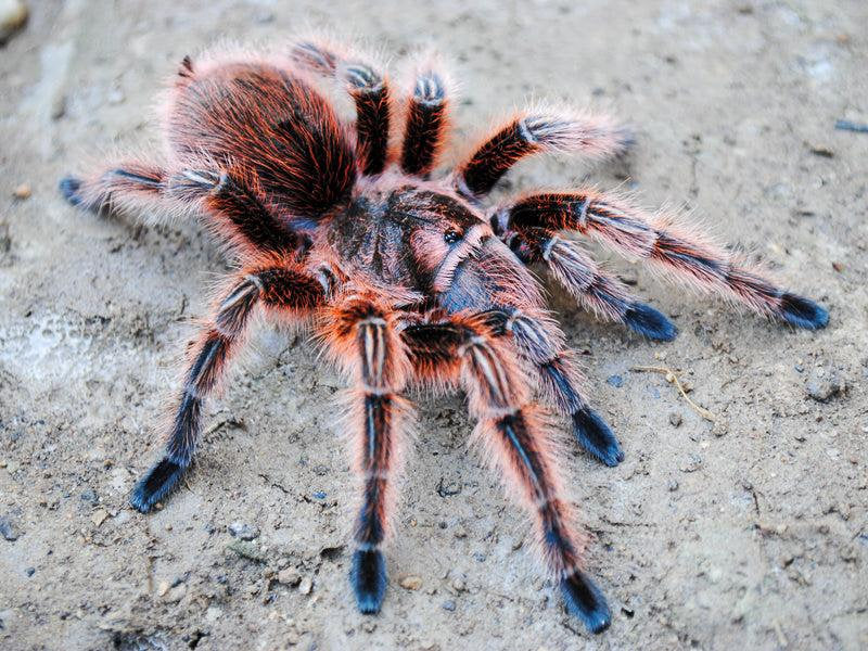 Grammostola rosea – ptasznik chilijski różowy, zdjęcie 3