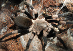 Haplocosmia himalayana – ptasznik himalajski, zdjęcie 3