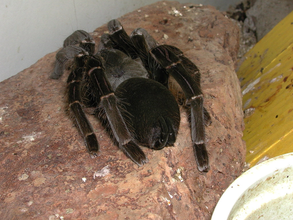 Hysterocrates gigas – ptasznik kameruński olbrzymi, zdjęcie 3