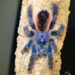 Avicularia juruensis M2 – ptasznik purpurowy z różowymi palcami, zdjęcie 1
