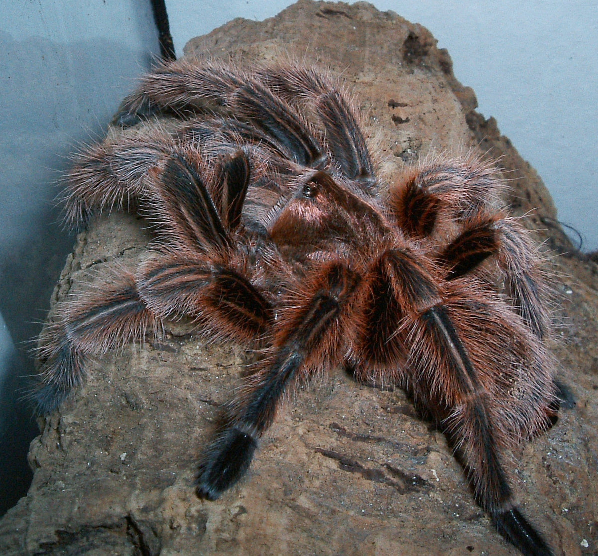 Grammostola rosea – ptasznik chilijski różowy, zdjęcie 2