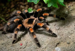 Brachypelma hamorii – ptasznik meksykański czerwonokolanowy, zdjęcie 1