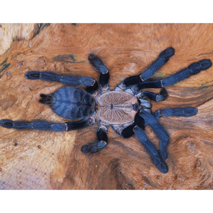 Phormingochilus sp. Hati Hati – ptasznik nadrzewny purpurowy, zdjęcie 1