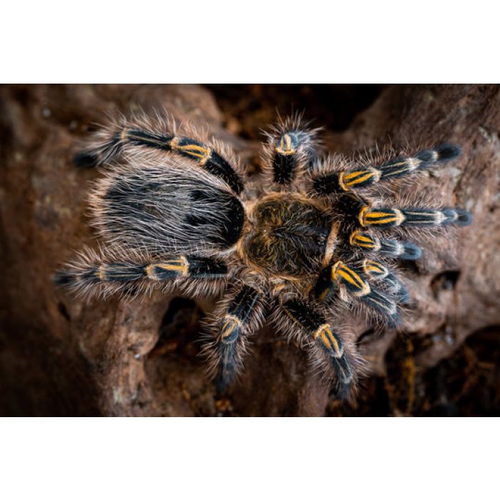 Grammostola pulchripes – ptasznik złotokolanowy, zdjęcie 5