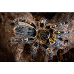 Grammostola pulchripes – ptasznik złotokolanowy, zdjęcie 5