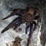 Chilobrachys sp. Vietnam Blue – ptasznik wietnamski niebieski, zdjęcie 2