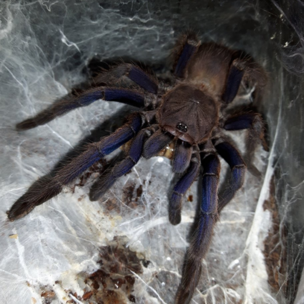 Chilobrachys sp. Vietnam Blue – ptasznik wietnamski niebieski, zdjęcie 2