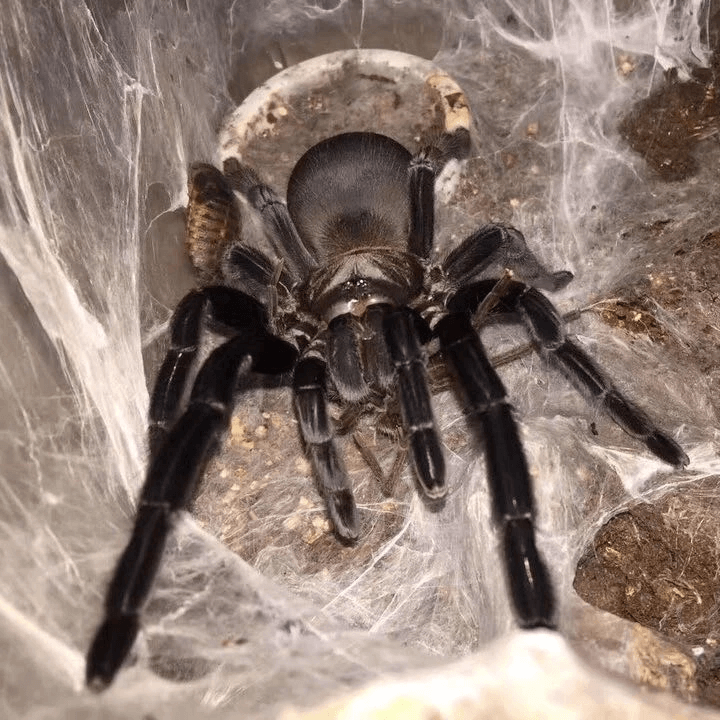 Chilobrachys sp. Kaeng Krachan – ptasznik kaeng krachan, zdjęcie 3