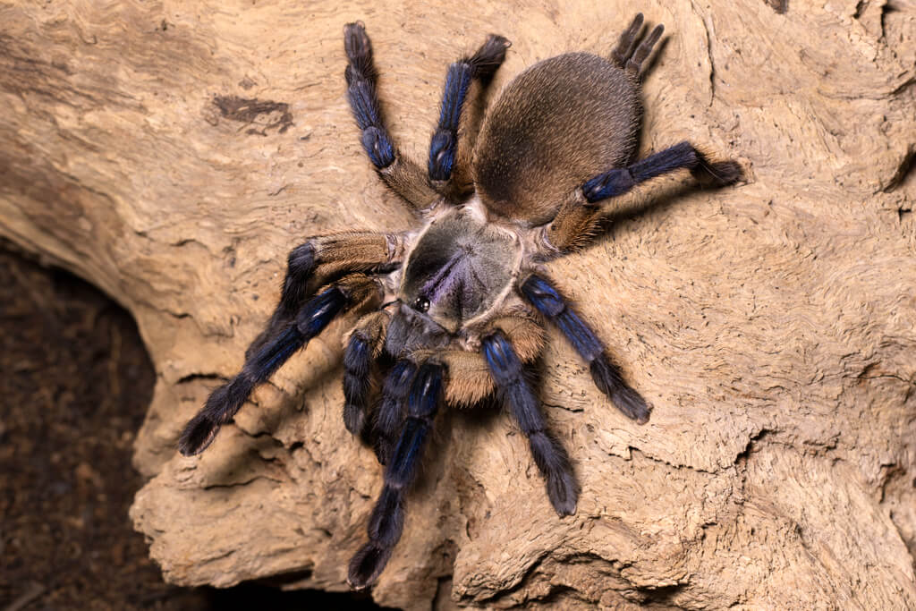 Monocentropus balfouri – ptasznik sokotrzański błękitny, zdjęcie 5