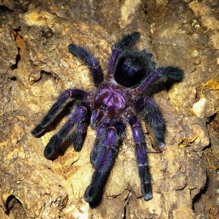 Avicularia purpurea – ptasznik fioletowy z różowymi palcami, zdjęcie 1