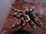 Brachypelma auratum – ptasznik meksykański złotokolanowy, zdjęcie 2