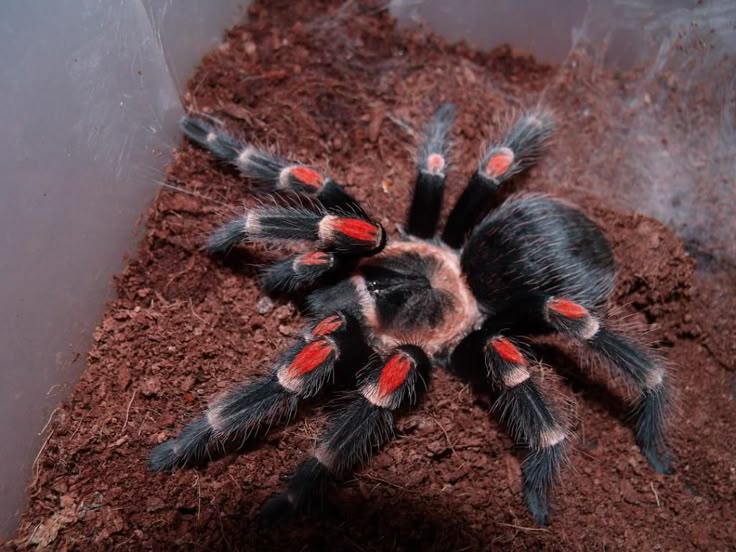 Brachypelma auratum – ptasznik meksykański złotokolanowy, zdjęcie 2