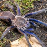 Chilobrachys sp. Vietnam Blue – ptasznik wietnamski niebieski, zdjęcie 1