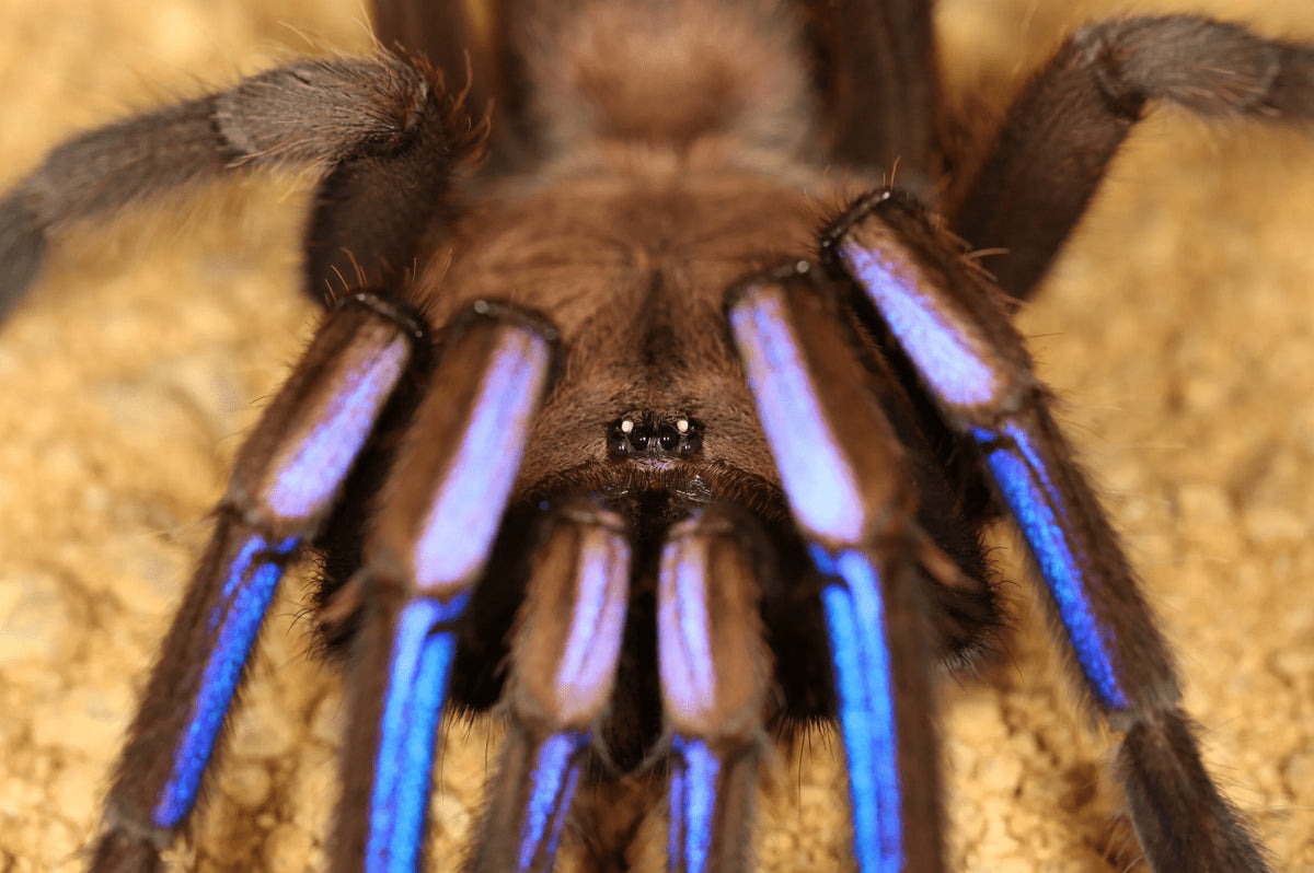 Chilobrachys natanicharum – ptasznik niebieski elektryczny, zdjęcie 1