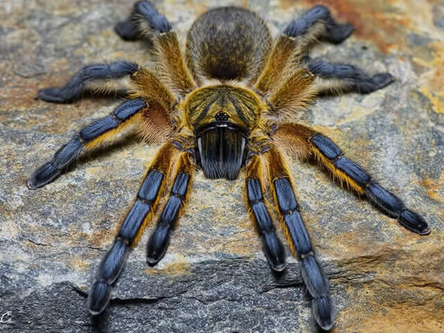 Harpactira pulchripes – ptasznik złotonogi, zdjęcie 1