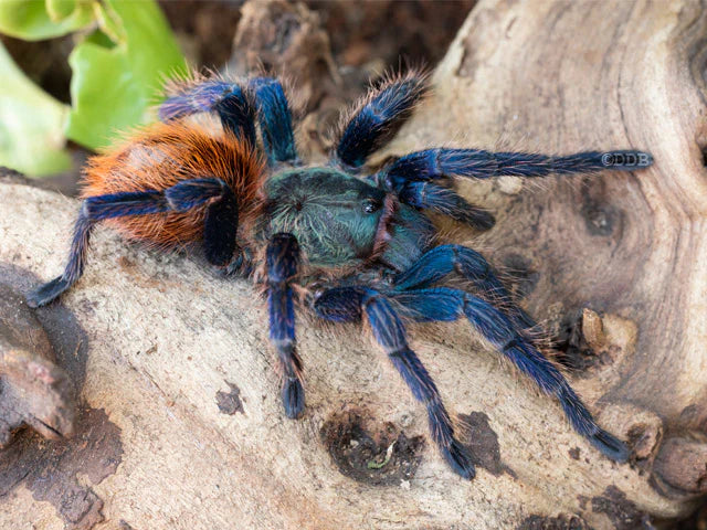 Chromatopelma cyaneopubescens – szafironóżka zmiennobarwna, zdjęcie 1