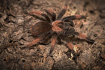Brachypelma emilia – ptasznik meksykański pomarańczowo-czerwony, zdjęcie 4