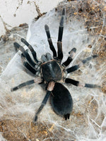 Haplocosmia himalayana – ptasznik himalajski, zdjęcie 1