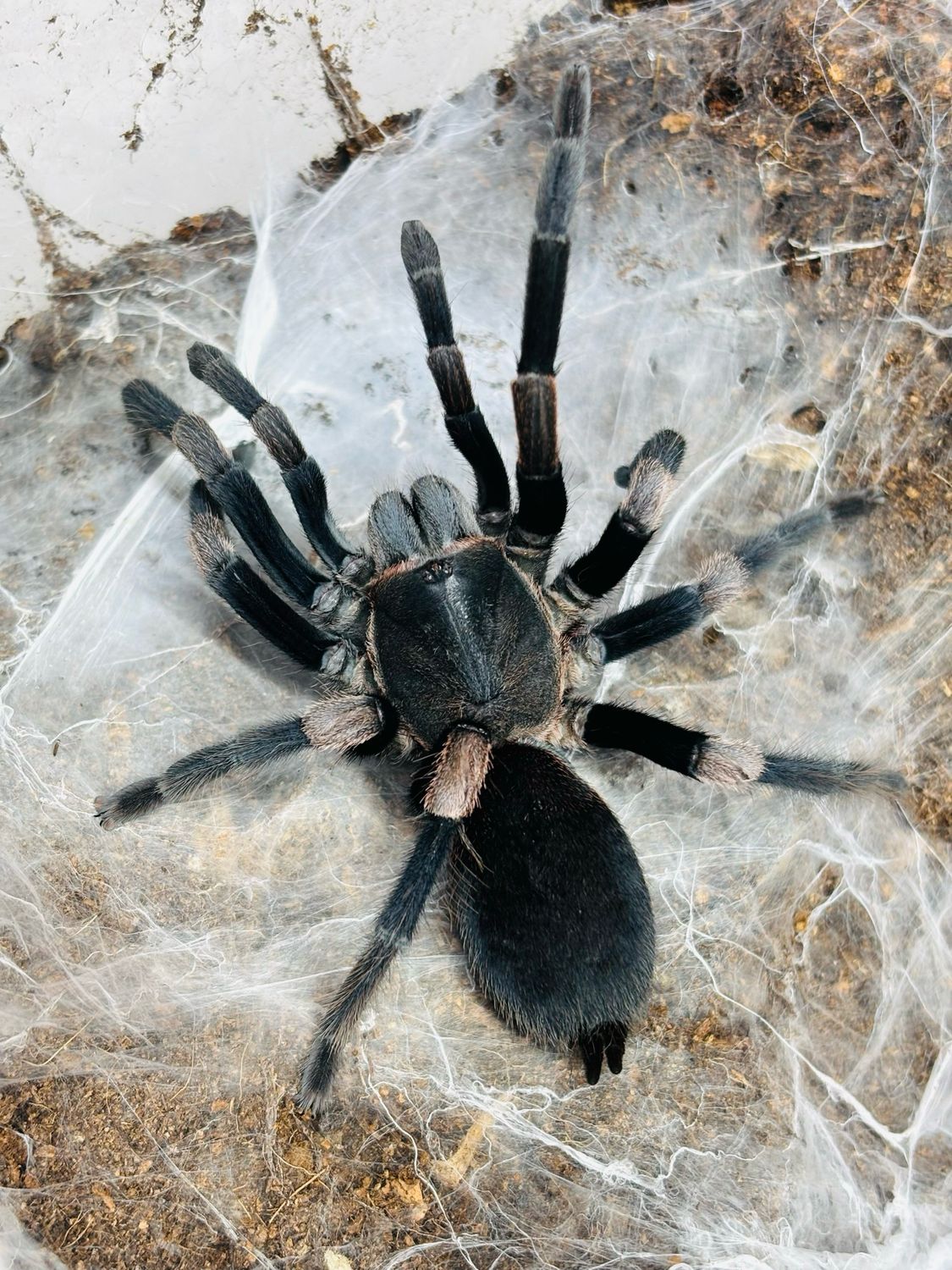Haplocosmia himalayana – ptasznik himalajski, zdjęcie 1