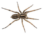 Cyriopagopus lividus – ptasznik kobaltowy, zdjęcie 1