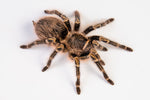 Grammostola pulchripes – ptasznik złotokolanowy, zdjęcie 3
