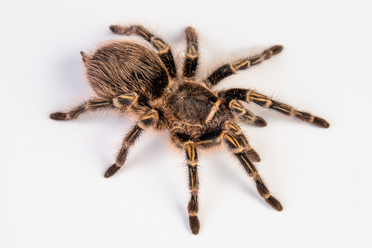 Grammostola pulchripes – ptasznik złotokolanowy, zdjęcie 3